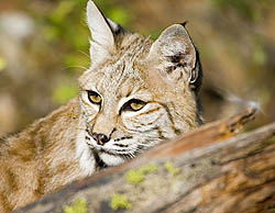 Bobcat