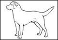 Dogs communicate through body language