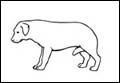 Dogs use body language to establish dominance