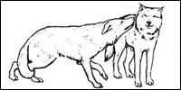 A dog's tail is a barometer for emotions