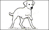 Dogs communicate with people through body language