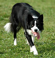 Border Collie