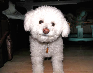 chronic bronchitis in dogs articles by cedar veterinary hospital chronic bronchitis in dogs articles by cedar veterinary hospital