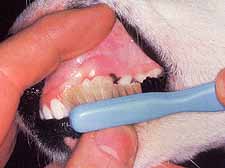 Proper brushing technique