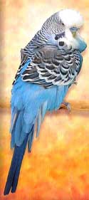 Male Budgie