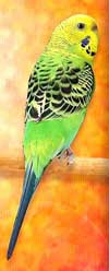 Female Budgie