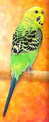 Female Budgie