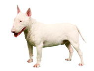 Bull Terrier