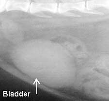 Enlarged Bladder Resulting from Urethral Obstruction