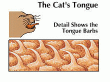 http://www.vetnetwork.net/pca/articles/news/images/cat-tongue.gif