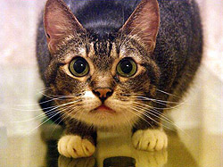Cat displaying fearful behavior.