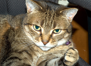 Reading your cat's body language can prevent painful bites and scratches.