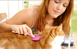 Grooming is a good way to bond with your cat.