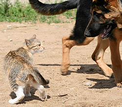 cat_fighting_dog.jpg