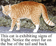 Frightened Cat