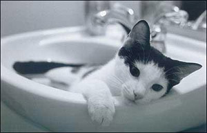 Cat in sink