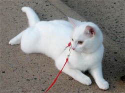 Cat Leashes