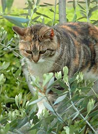 FIP affects exotic and domestic cats