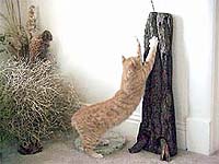 Have your cat scratch a post, not the couch