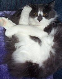 Fluffy's got great form!