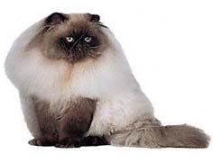 Himalayan