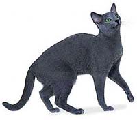 Russian Blue