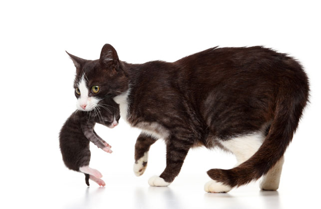 A mother and kitten