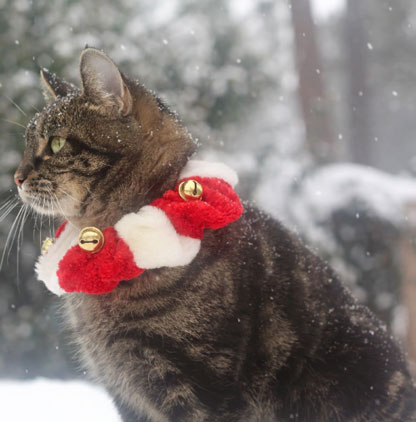 Cat in the Snow