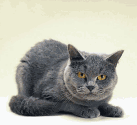Cat Looking Impatient