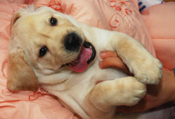 Lancelot Encore, the first commercially-cloned puppy.