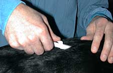 Microchip Insertion