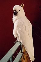 Cockatoo