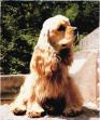 Cocker Spaniel