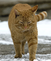 Check your pet's paws during the winter