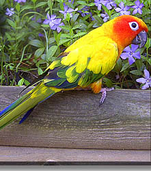 A Conure