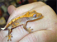 A rare crested gecko. Handle with care!