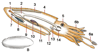 Cuttlefish