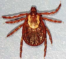 C. felis is transmitted by ticks.