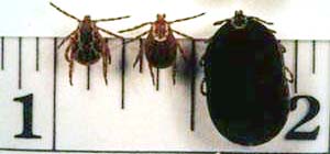 Male, Female, Engorged Tick