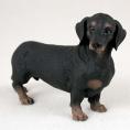 Dachshund