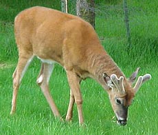Deer