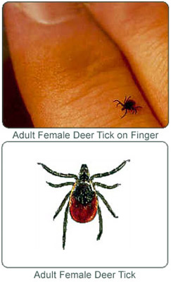 Deer Tick