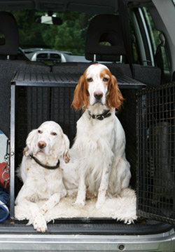 If you must evacuate your home, bring your pet with you.
