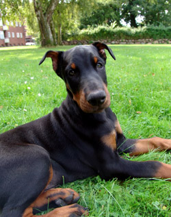 BSL targets Dobermans and other so-called 'dangerous dogs'
