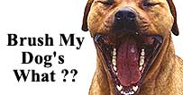 Pet dental care is important