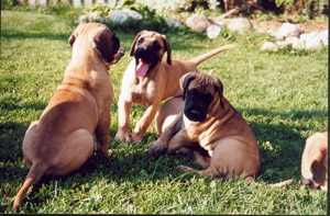 Some breeds are sensitive to anesthesia. Pre-anesthetic blood tests are essential.