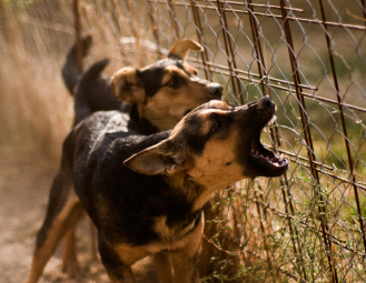 Preventing Dogs from Barking