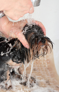 Rinse Your Dog From The Head To The Rear