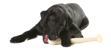Vet Lake Bluff IL Animal Hospital of West Lake Forest