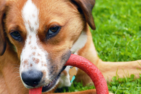 Dogs naturally love to chew, so give your dog plenty of chew toys.